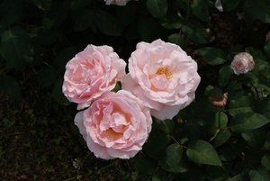 DSC00676