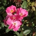 DSC00679