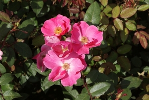 DSC00679