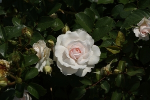 DSC00680