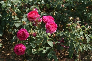 DSC00682