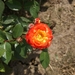 DSC00685
