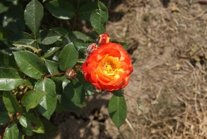DSC00685