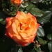 DSC00686