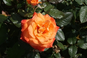 DSC00686