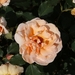 DSC00687