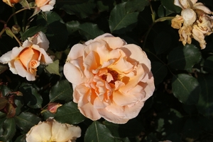 DSC00687