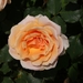 DSC00689