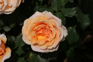 DSC00689