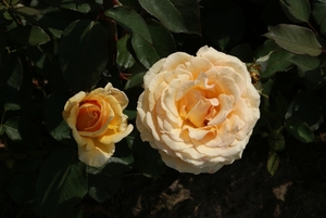 DSC00692