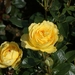 DSC00693