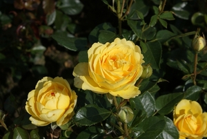 DSC00693