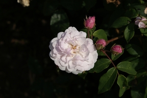 DSC00694