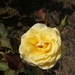 DSC00695