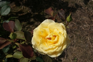 DSC00695