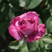 DSC00696