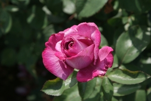DSC00696