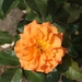DSC00697