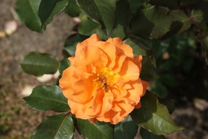 DSC00697
