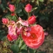 DSC00698