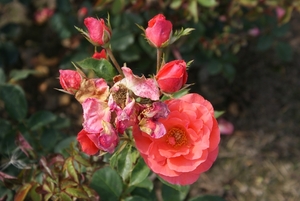 DSC00698