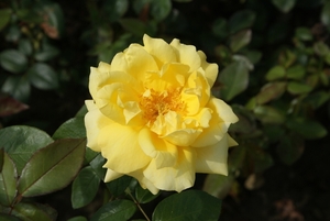 DSC00699