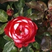 DSC00700