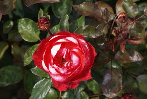 DSC00700