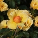 DSC00702