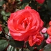 DSC00704
