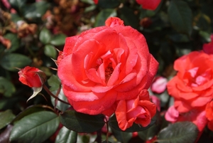 DSC00704