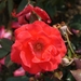 DSC00705