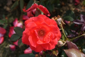 DSC00705