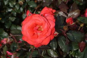 DSC00706