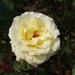 DSC00707
