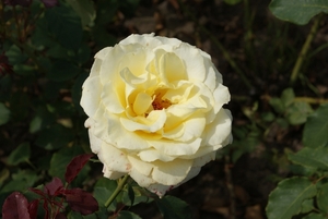 DSC00707