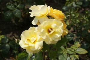 DSC00708