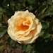 DSC00709