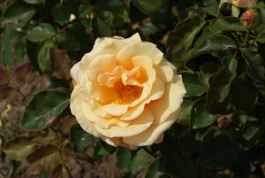 DSC00709