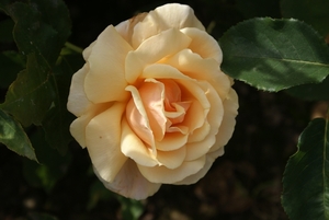 DSC00710