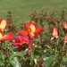 DSC00711