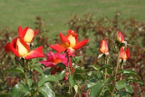 DSC00711