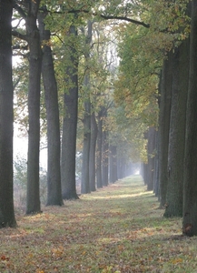 herfst 2009 wortel 034