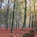 herfst 2009 wortel 035