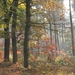 herfst 2009 wortel 036