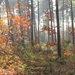 herfst 2009 wortel 037