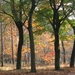 herfst 2009 wortel 038