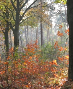 herfst 2009 wortel 039