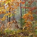 herfst 2009 wortel 042