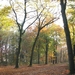 herfst 2009 wortel 043